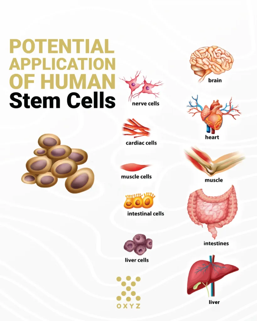 Illustration of human stem cells’ potential to differentiate into nerve, cardiac, muscle, intestinal, and liver cells